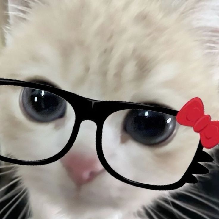 Captivating cat with glasses pfp for your profile picture